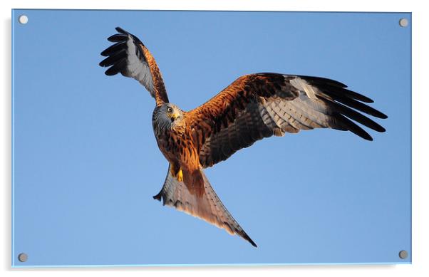 red Kites. Acrylic by Andrew chittock