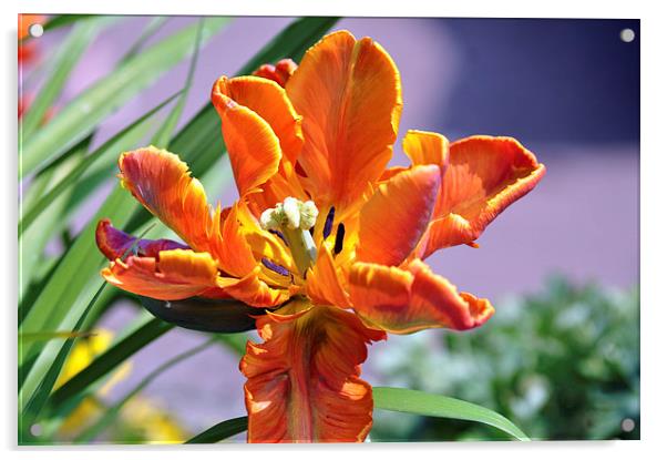 Vibrant orange flower Acrylic by Maria Carter