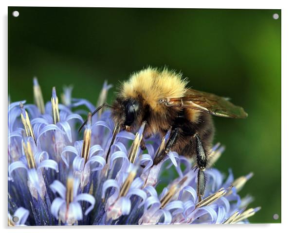 Bee Acrylic by Victor Burnside
