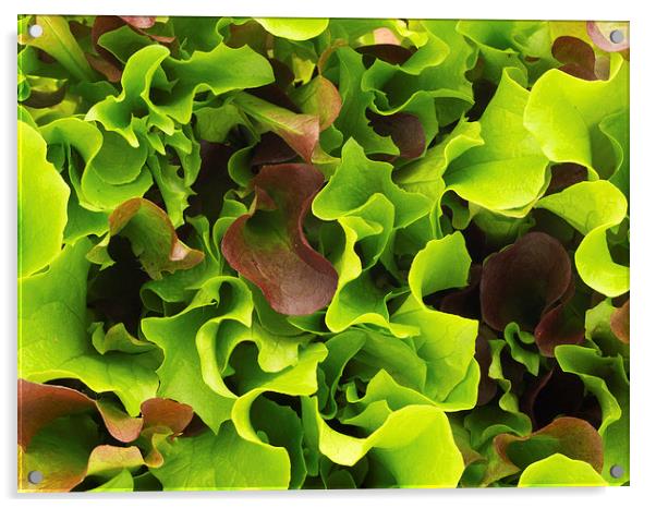 Lettuce Acrylic by Victor Burnside