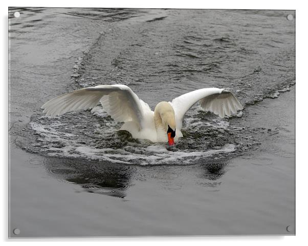 Swan Acrylic by Victor Burnside