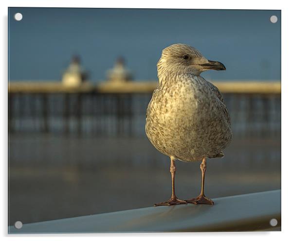 Gull Acrylic by Victor Burnside