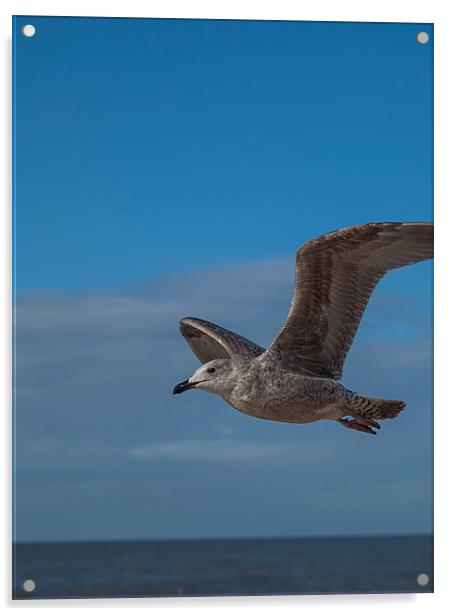 Gull Acrylic by Victor Burnside