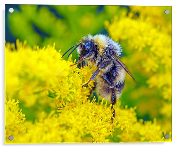 Bee Acrylic by Victor Burnside