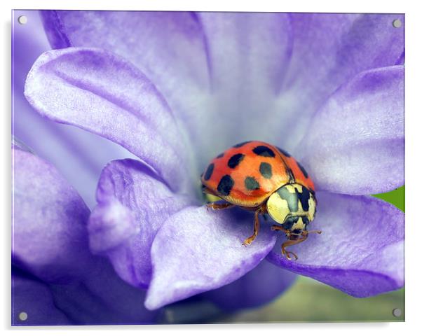 Ladybird Acrylic by Victor Burnside