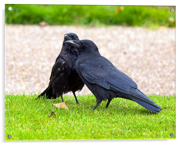 Crows Acrylic by Victor Burnside