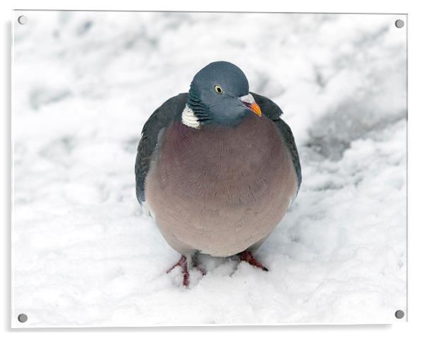 Pigeon Acrylic by Victor Burnside