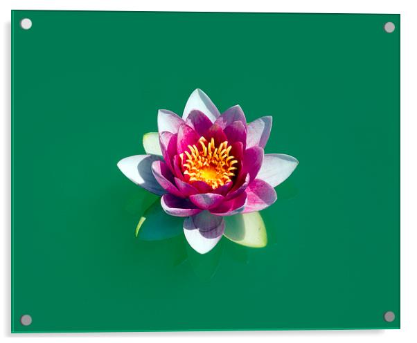 lotus Acrylic by Victor Burnside