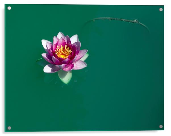 Lotus Acrylic by Victor Burnside