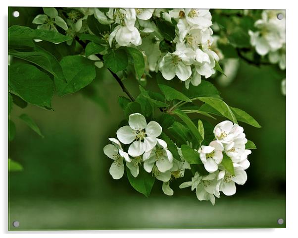 Apple Blossom Acrylic by Victor Burnside