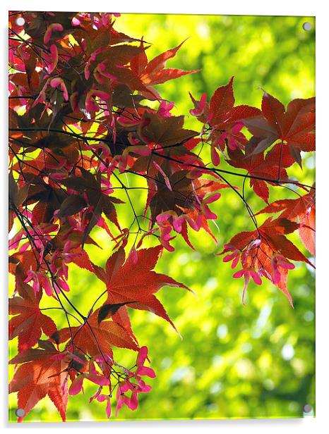 Japanese Maple Acrylic by Victor Burnside