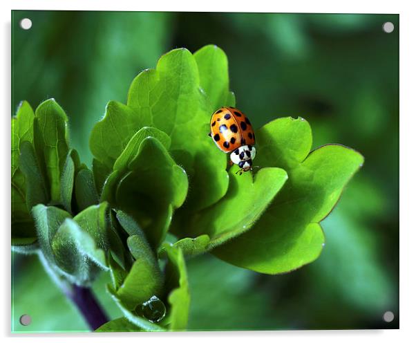 Ladybird Acrylic by Victor Burnside