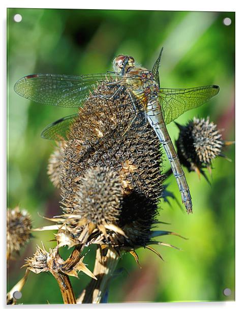 Dragonfly Acrylic by Victor Burnside