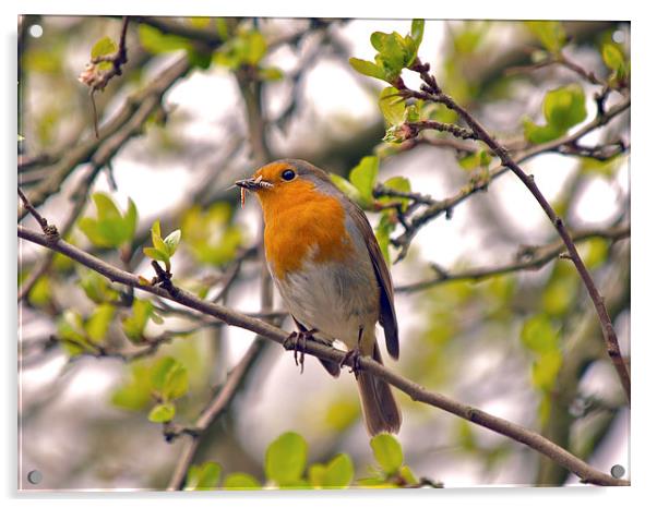 Robin Acrylic by Victor Burnside