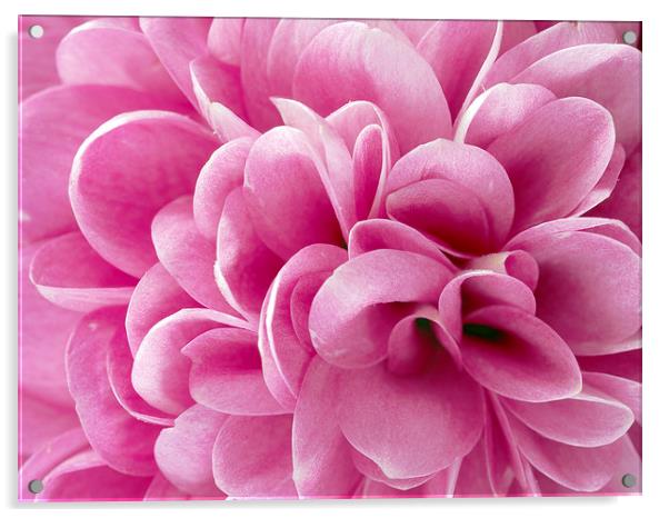 Chrysanthemum Acrylic by Victor Burnside