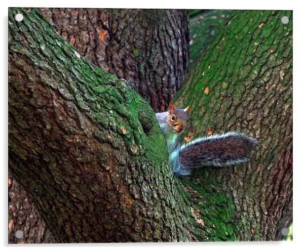 Squirrel Acrylic by Victor Burnside