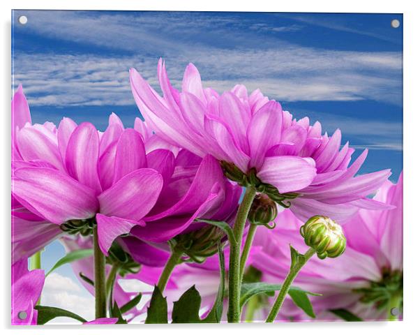  Chrysanthemum Acrylic by Victor Burnside