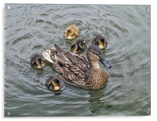 Ducklings Acrylic by Victor Burnside