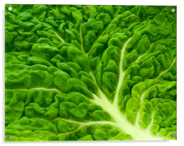 Cabbage Acrylic by Victor Burnside
