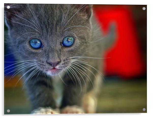 Kitten Acrylic by Victor Burnside