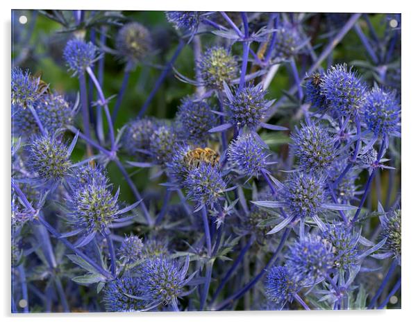 Sea Holly Acrylic by Victor Burnside