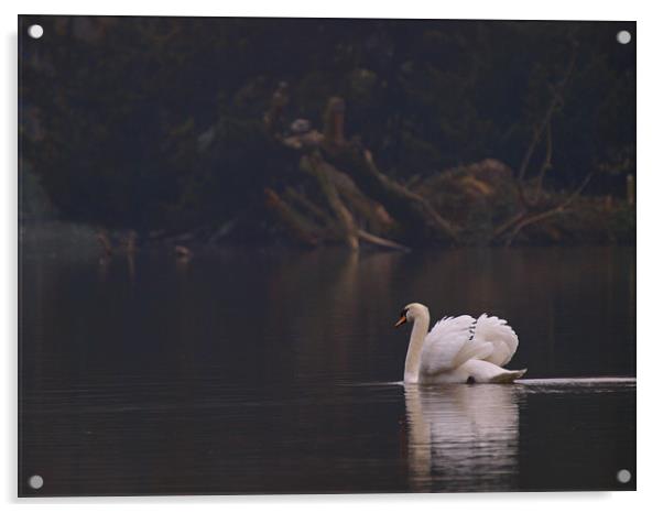 Swan Acrylic by Victor Burnside