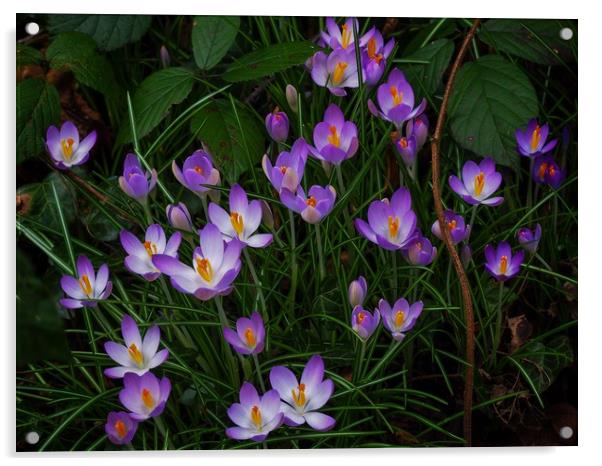 Crocus     Acrylic by Victor Burnside