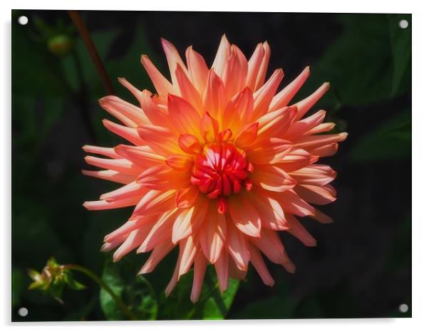 Chrysanthemum        Acrylic by Victor Burnside
