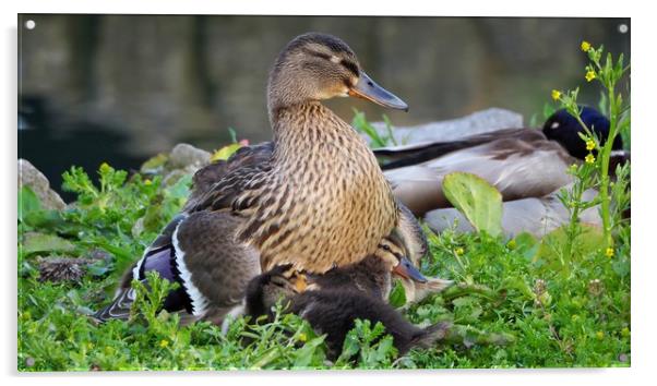 Mallard and Ducklings  Acrylic by Victor Burnside
