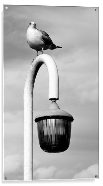 Seagull on a lamp post. Acrylic by Robert Cane