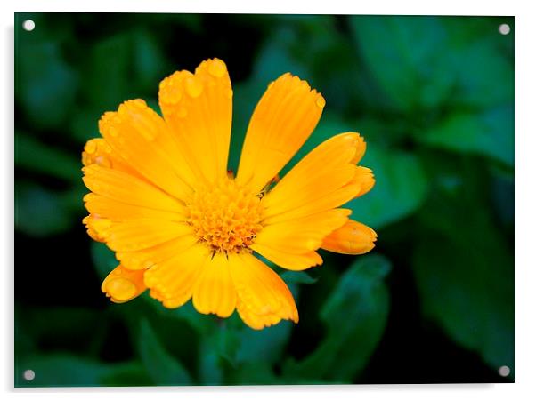 Hoo, Kent, Yellow Flower Acrylic by Robert Cane