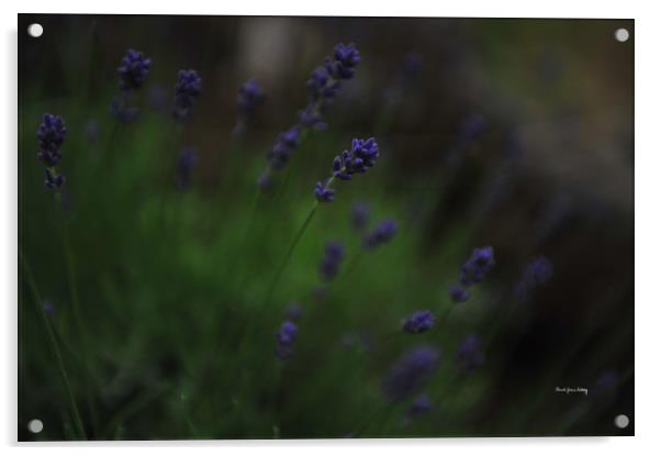 Summer Scent of Lavender Acrylic by Randi Grace Nilsberg