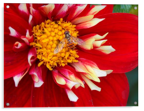 Hover Fly Macro Acrylic by Tim Smith