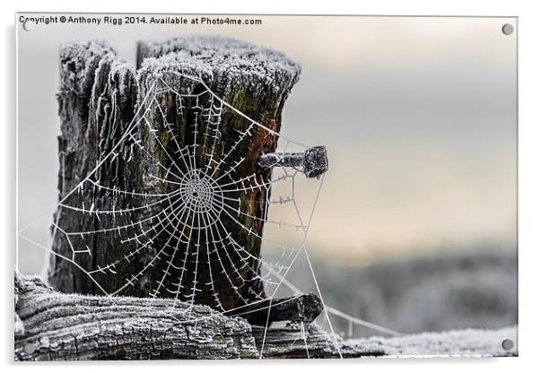 Frosty Cobweb  Acrylic by Anthony Rigg