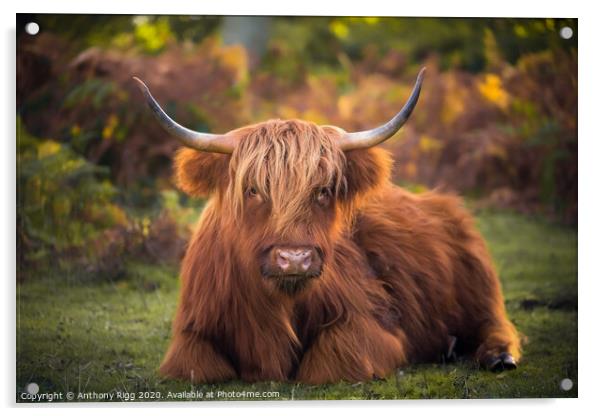 Highland Cattle,  Acrylic by Anthony Rigg