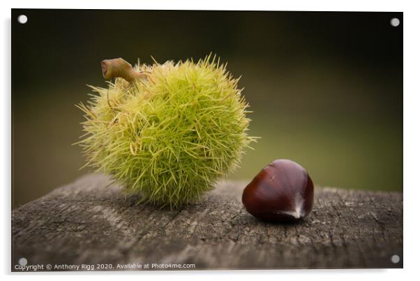 Chestnut,  Acrylic by Anthony Rigg
