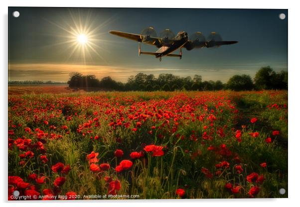 Avro Lancaster over Poppy Fields  Acrylic by Anthony Rigg