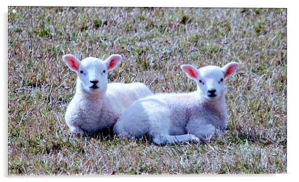Spring Lambs Acrylic by Kenny McNab