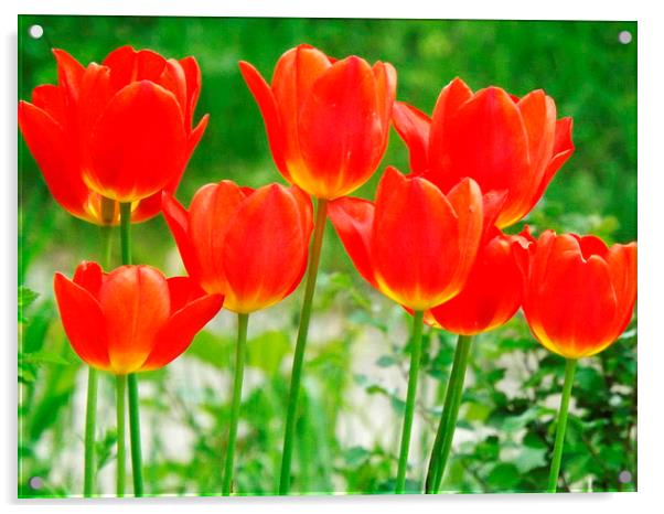 Tulips in beautiful summer sunshine Acrylic by Dawn White