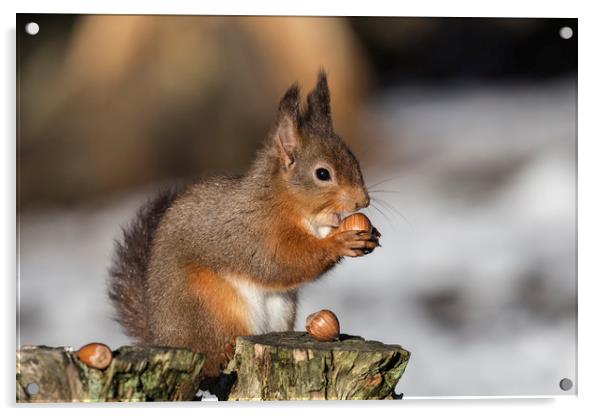 Red Squirrel Acrylic by Amanda Stewart