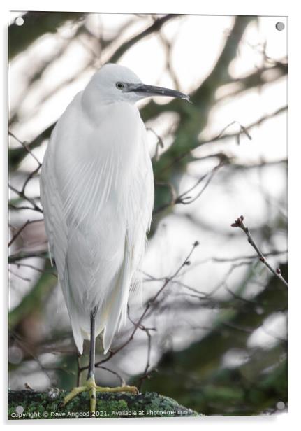 Little Egret Acrylic by Dave Angood
