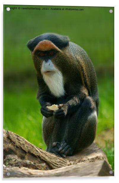 De Brazza's monkey Acrylic by rawshutterbug 