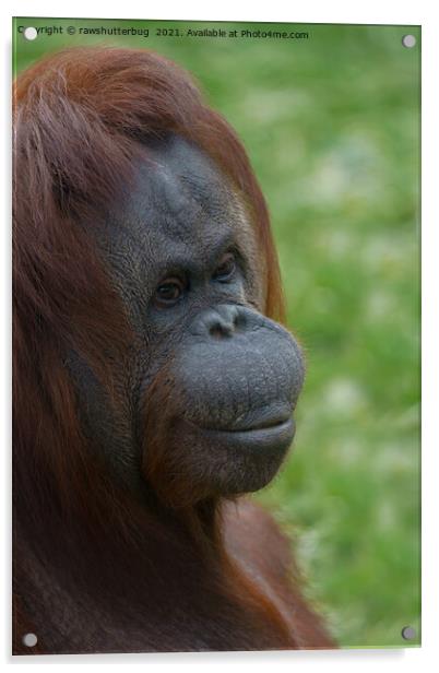 Orangutan Mother Portrait Acrylic by rawshutterbug 