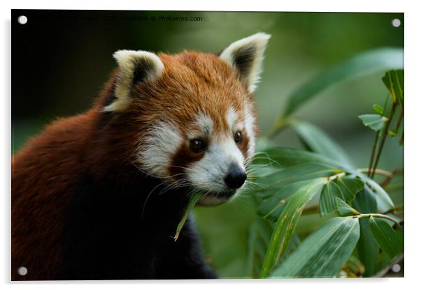Red Panda Acrylic by rawshutterbug 