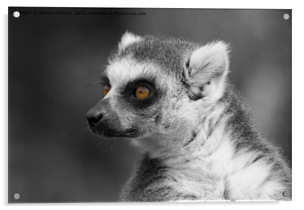 Lemur Close-Up Selective Colouring Acrylic by rawshutterbug 
