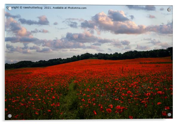 Poppy Field Sunrise Acrylic by rawshutterbug 