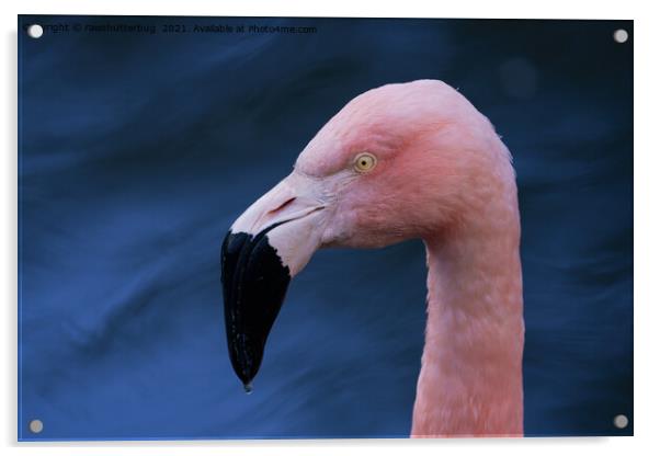 Flamingo  Acrylic by rawshutterbug 