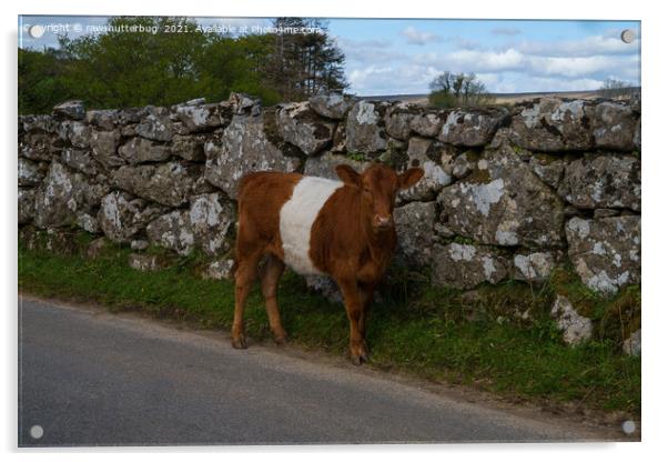 Belted Galloway Cow - Oreo Cow Acrylic by rawshutterbug 