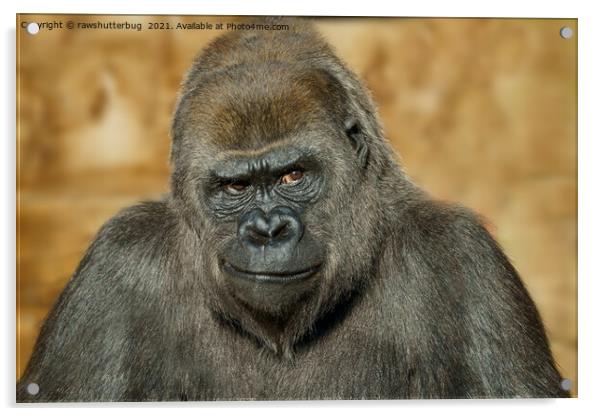 Gorilla Mothers Famous Disapproving Look Acrylic by rawshutterbug 