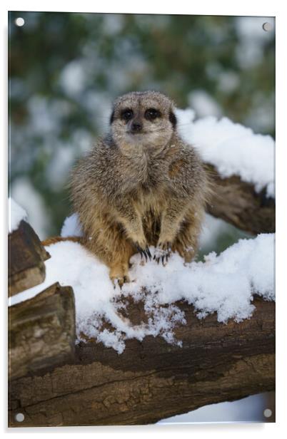 Meerkat In The Snow Acrylic by rawshutterbug 